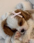 little puppies~