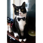 tuxedo cats