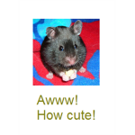The people who 1000000% LOVES hamsters