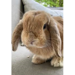 Very cute bunny’s