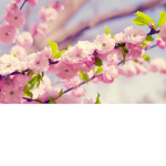cherry tree :)