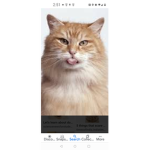 Furry cat group