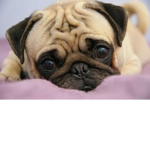 pugs!!!!!!!!!!!!!!!!!!!!!!!!!!!!!!!!!!!!!!!!!!!!!!
