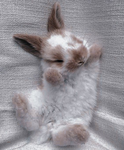 <*Rabbits*>