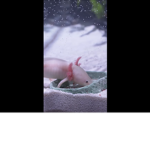 Besty‘s axolotl team