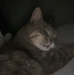 Kaninchen gangg