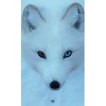 ~Artic Fox Group~