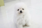 아유니 그룹