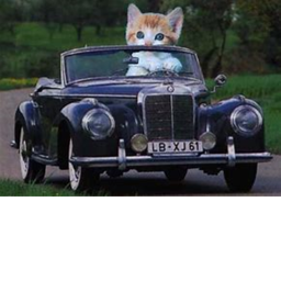 Meow cats racing court