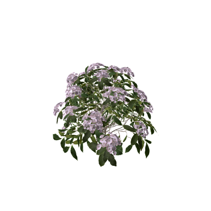 Bush (3)