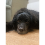 Pray for ace!