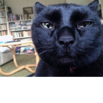 catisthetime