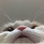 4ᴏɴᴇ.ʜᴜʙ