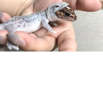 wolf geckos