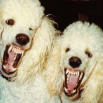 bаpesta