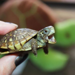 turtles are my religion