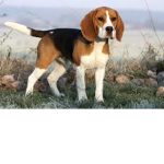 The cooper beagle club