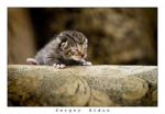 ஐStop animal abuseஐ