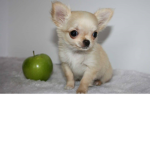 AppleDogKingdom