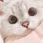 lynx's cats