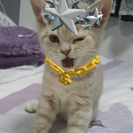 ‘kitty cats