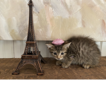 KaityInParis Giveaways