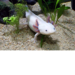 Axolotl pack :)