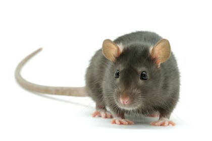Rat Parkour
