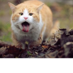 Cat In Pain