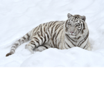 TBR_TIGER