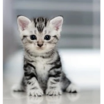 Adopt Me#Mega fans!