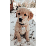 kaylas puppys