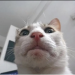 *.-ʟ ᴇ ᴍ ᴏ ɴ ᴄ ʜ ɪ ʟ ᴅ -.*