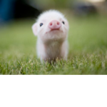 Little piggies for life