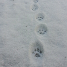 ❄