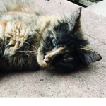 Cat Fans Group.