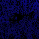 SPS: Night Stalkers