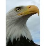 ProudEagle Airlines