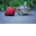 star turtles