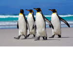 THE PENGUIN GANGSTERS BY SONNY