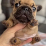 Geeble Tower Defense