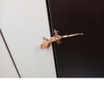 현마의 게임 세상