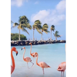 ;) flamingo