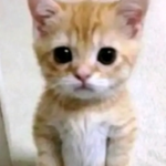 aleeproffszzq