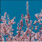 Pink punch