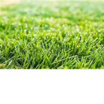 GRASS EATERS LIKE THE GRASS HOPPERS