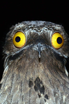 Bobby the bird group
