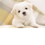 ★★Puppy Lovers★★