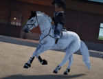 Elegant Equines !!