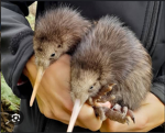 KIWIS ARE CUTE!!!!!